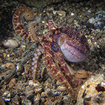 Amphioctopus mototi
